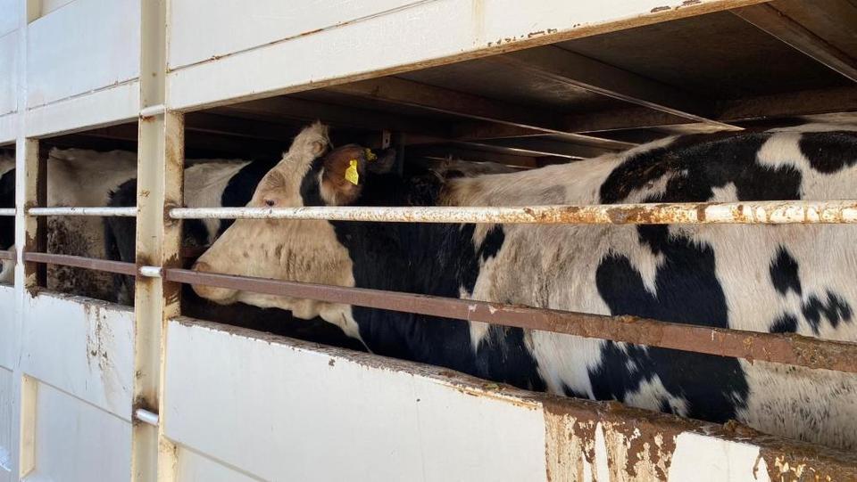 Şap karantinasındaki küpesiz hayvan taşıyan besiciye 170 bin lira ceza