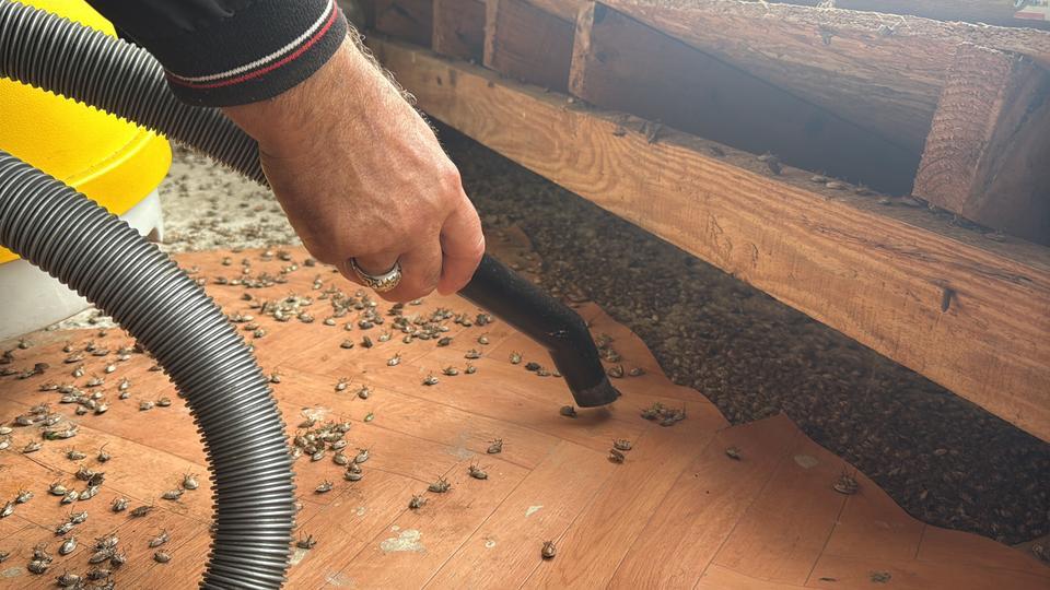 Kahverengi kokarca evleri istila etti
