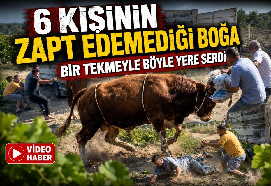 6 kişinin zapt edemediği boğa bir tekmeyle böyle yere serdi