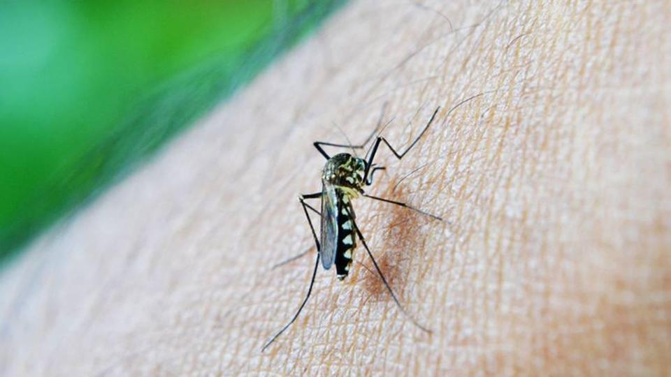 Sivrisineklerin faydaları neler?  Bilinmeyen yönleriyle sivrisinekler