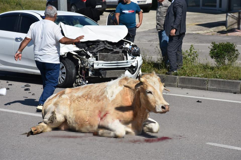 Sinop’ta meydana gelen kazada bir araç, aniden önüne çıkan büyükbaş hayvana çarptı.