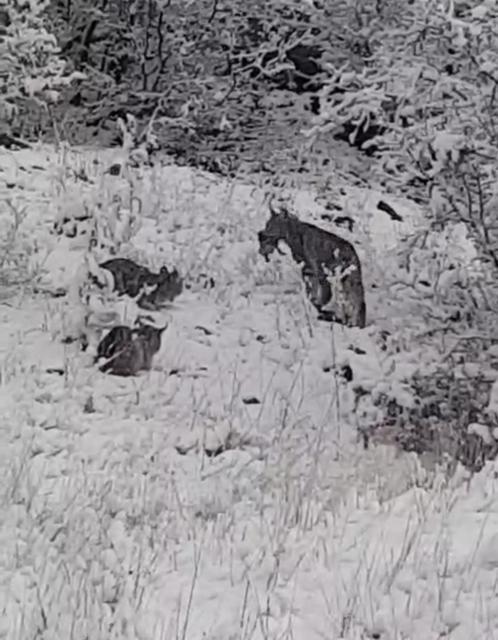 Vaşak ailesi görüntülendi