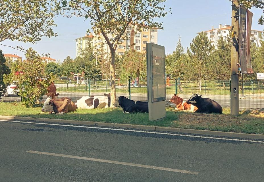 Firari inekler şehre indi