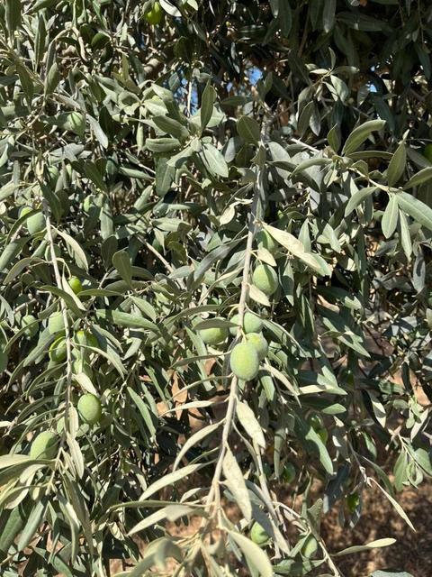 Söke'de zeytin rekolte tahmin çalışmaları başladı