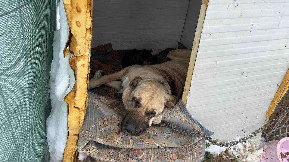 ANNELİK İÇGÜDÜSÜ SINIR TANIMADI: KANGAL KÖPEĞİ ŞİMDİ DE TAVŞANLARA BAKIYOR