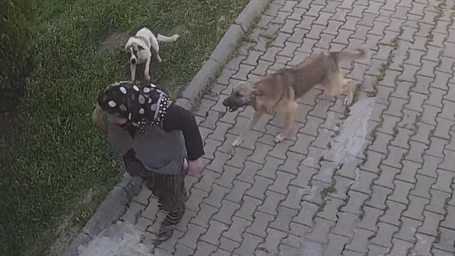 BAŞIBOŞ KÖPEK DEHŞETİ KAMERADA: YARALANAN KADIN TANINMAZ HALE GELDİ