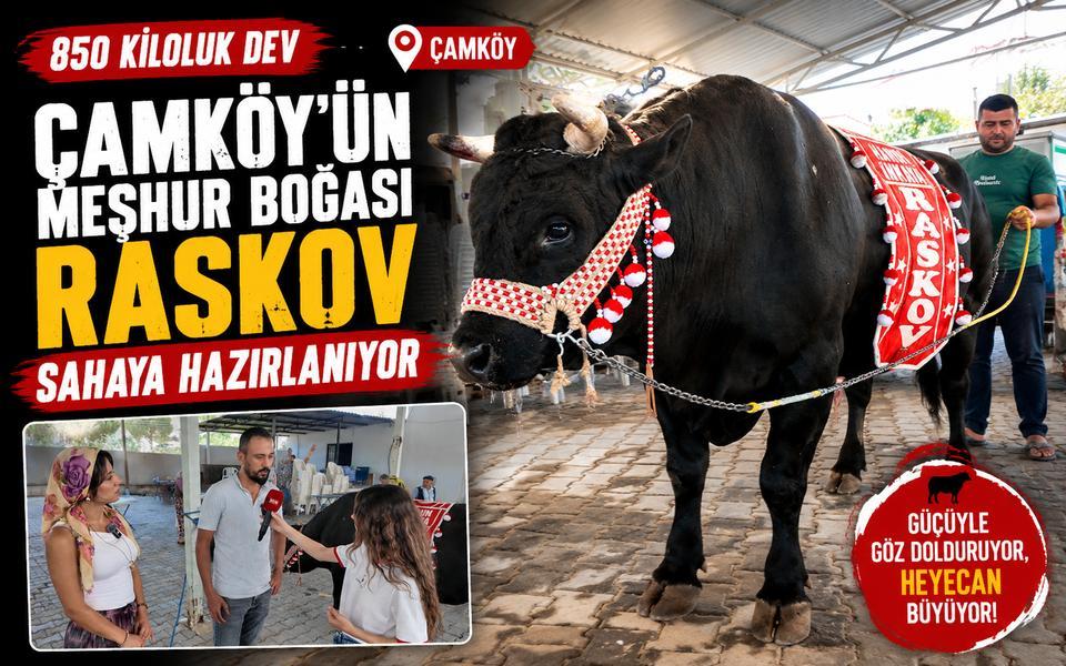 Çamköy’ün meşhur boğası Raskov sahaya hazırlanıyor