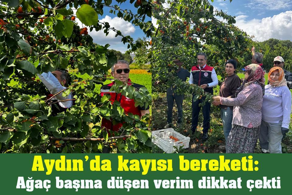 Aydın’da kayısı bereketi: Ağaç başına düşen verim dikkat çekti