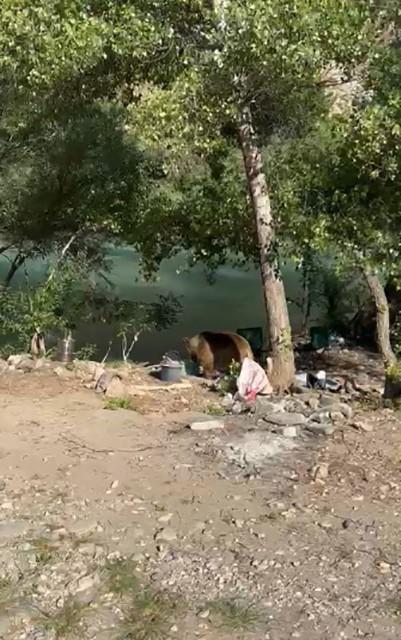 Piknik yapan vatandaşlar, bozayının sürpriz ziyaretiyle şaşırdı.