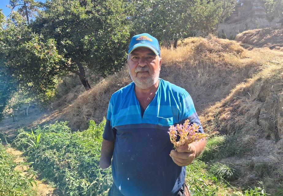 Çine’de çiftçinin canavar otu ile imtihanı: “Emeğimiz boşa gidiyor”