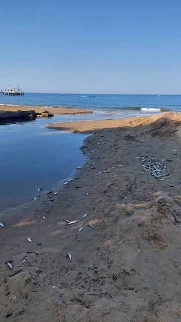 MANAVGAT'TA BALIK ÖLÜMLERİ ALARM VERDİ, KİMYASAL KİRLİLİK İNCELENİYOR