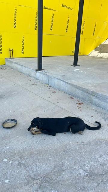 Aracın çarptığı köpek ameliyat edildi