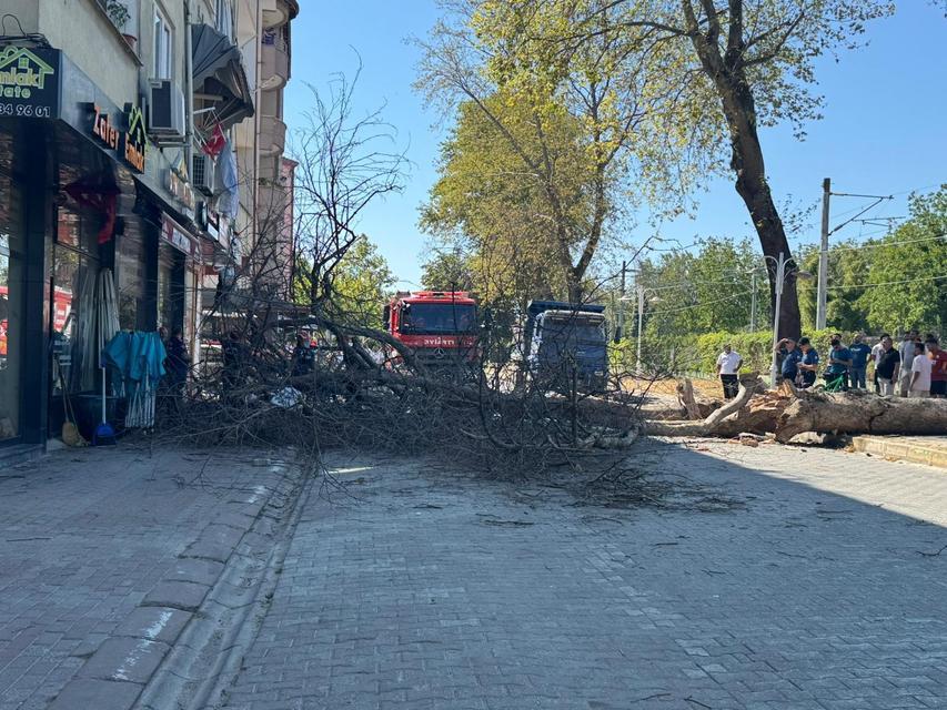 Asırlık çınar ağacı devrildi, camlar kırıldı