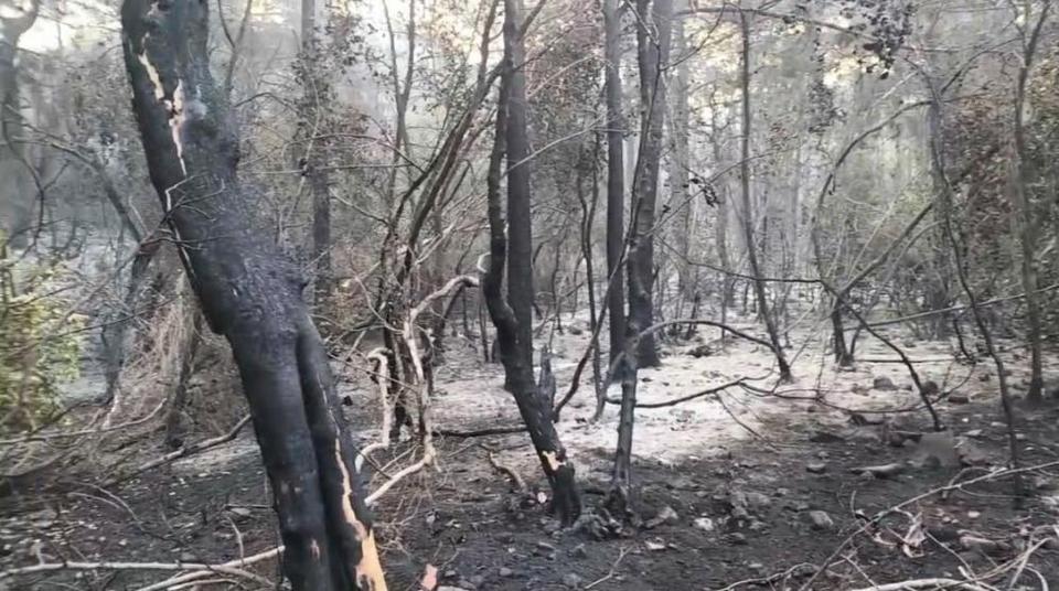 Aydın’ın dibinde orman yangını! 7 uçak ve 16 helikopter seferber edildi