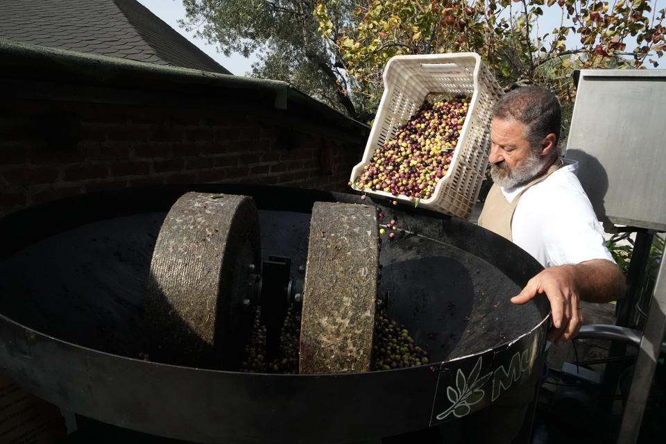 Zeytinyağında dededen kalma "taş baskı" yöntemini yaşatıyor