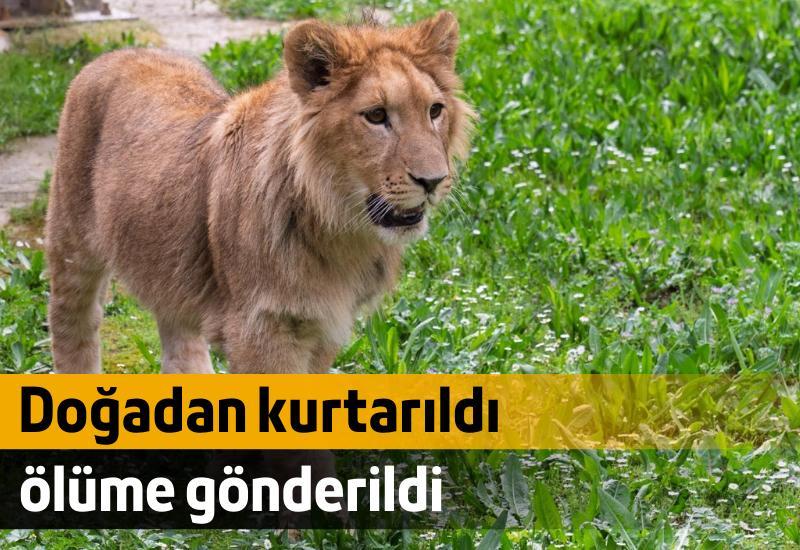 Yavru aslan doğadan kurtarıldı, ölüme gönderildi