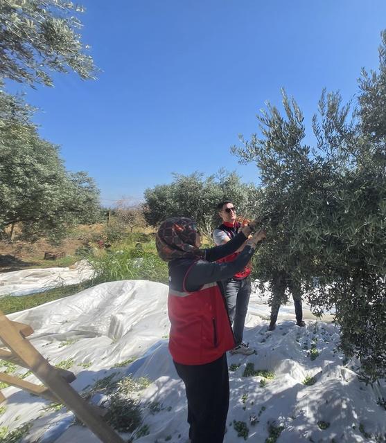 BOZDOĞAN'DA ZEYTİN HASADI ÜRETİCİ BAHÇESİNDE GERÇEKLEŞTİRİLDİ