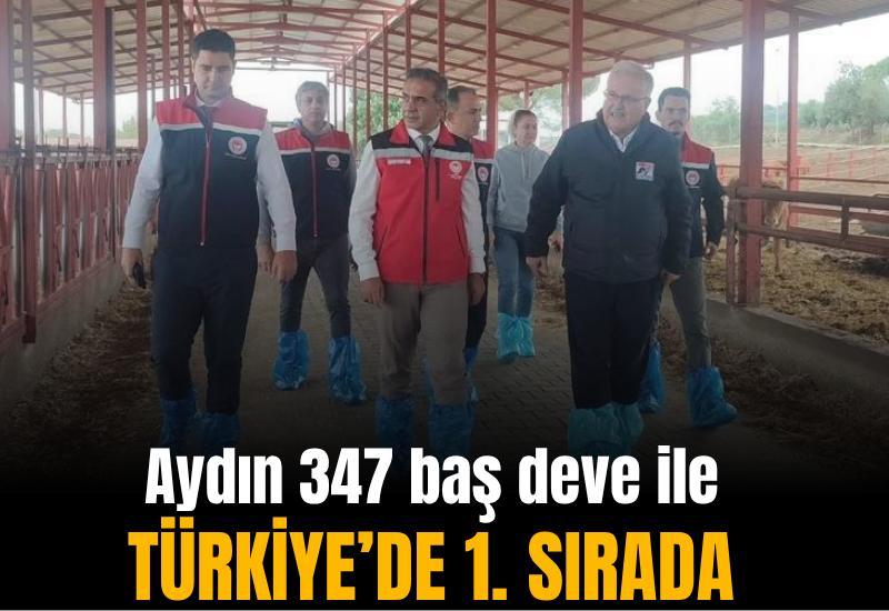 Aydın 347 baş deve ile Türkiye'de 1. Sırada
