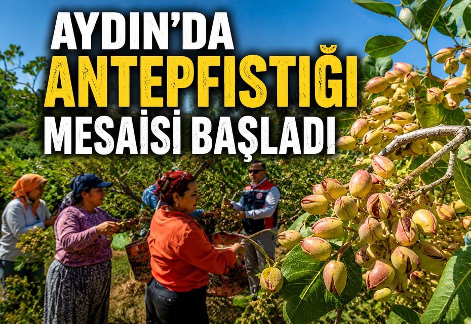 Aydın’da antepfıstığı mesaisi başladı