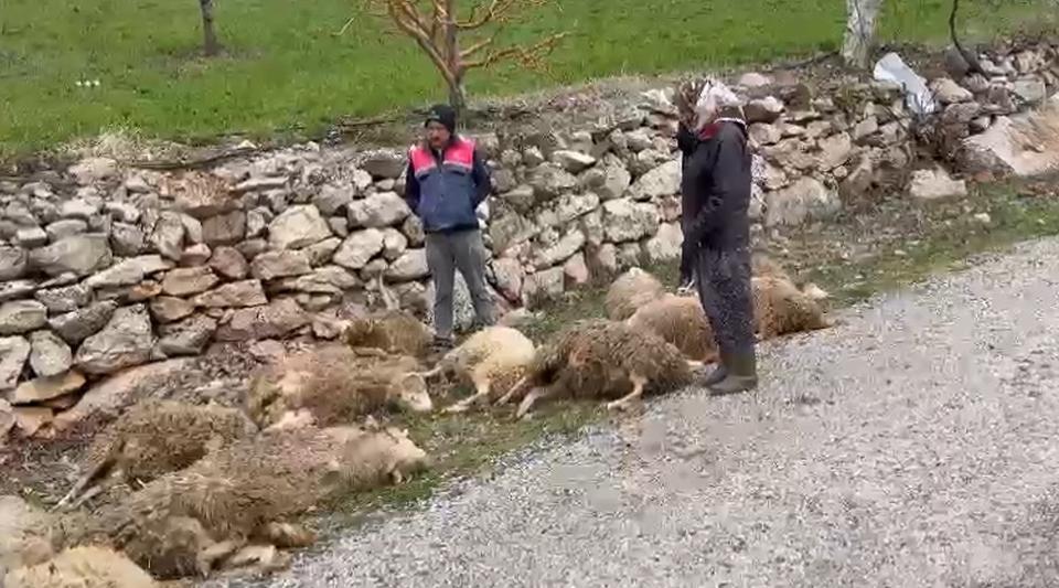 Denizli'de aç kalan kurtlar 22 kurbanlık kuzuyu telef etti
