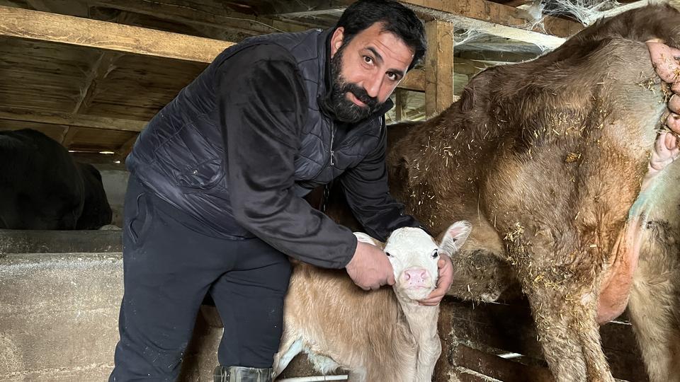 Hasta doğan buzağıları buhar makinesiyle hayata bağlıyor