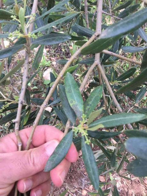 Zeytin üreticilerine uyarı