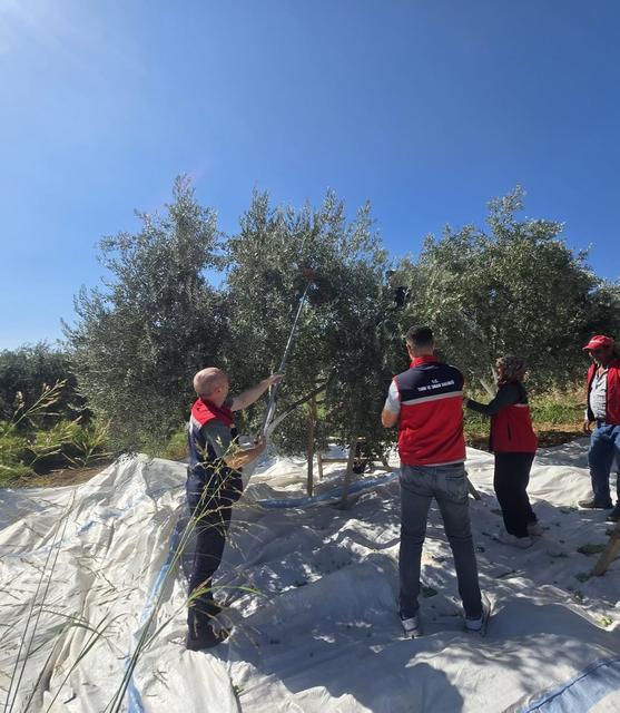 Bozdoğan’da zeytin hasadı üretici bahçesinde gerçekleştirildi