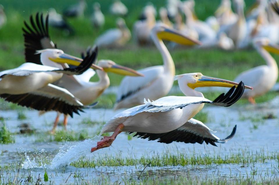 Göç yolundaki pelikan sürüsü Bursa'da mola verdi