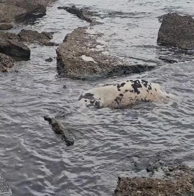 Sahile ölü vurdu