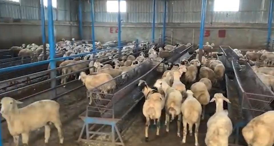 Sahte dekontla 14 milyon TL'lik vurgun