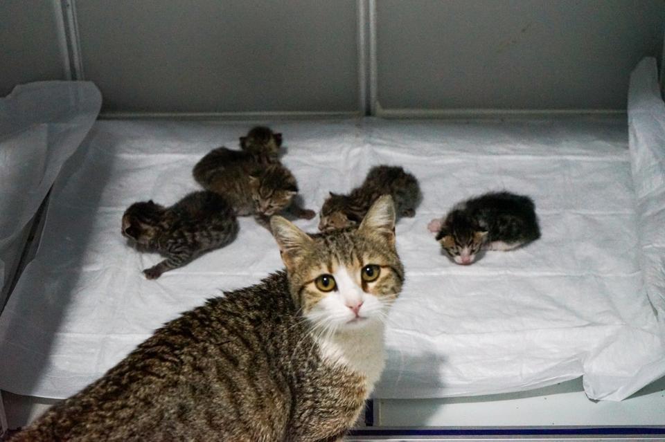 AKILLI KEDİ DOĞUM İÇİN VETERİNERE GELDİ O ANLAR GÜVENLİK KAMERALARINA YANSIDI