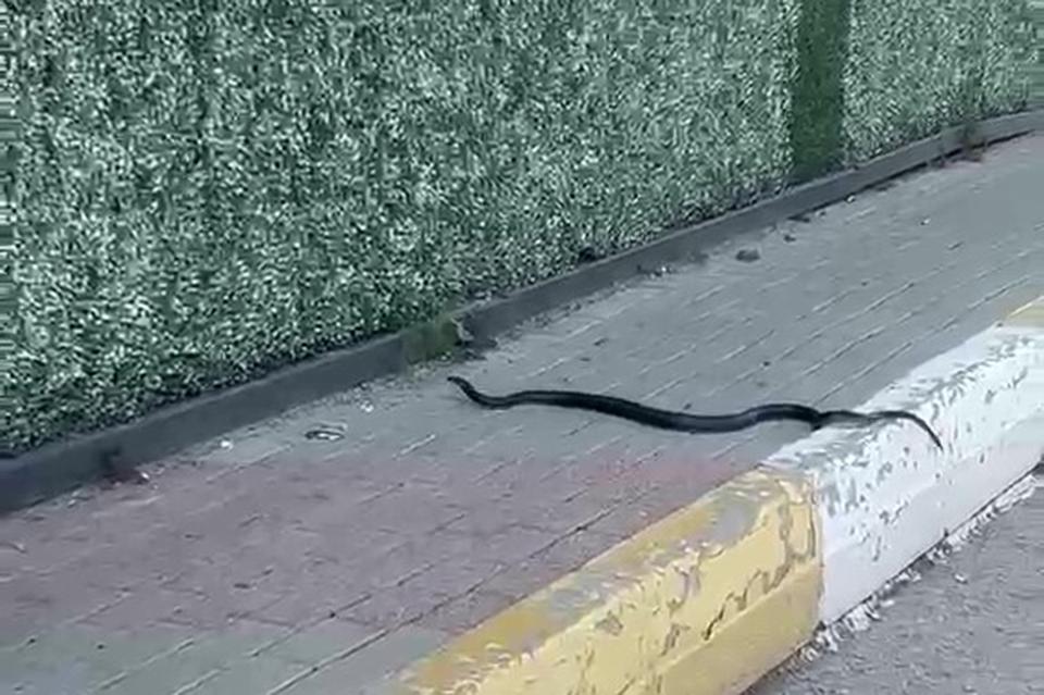 Bayram öncesi yılan paniği yaşadılar