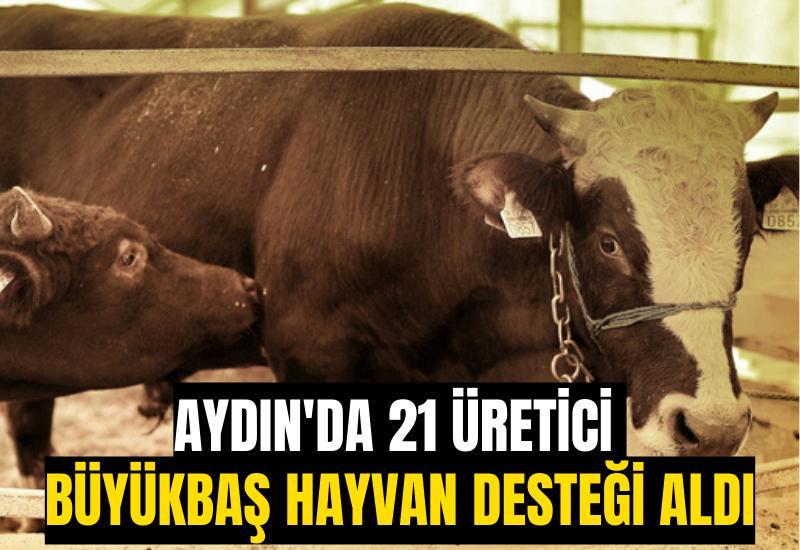 Aydın'da 21 üretici büyükbaş hayvan desteği aldı