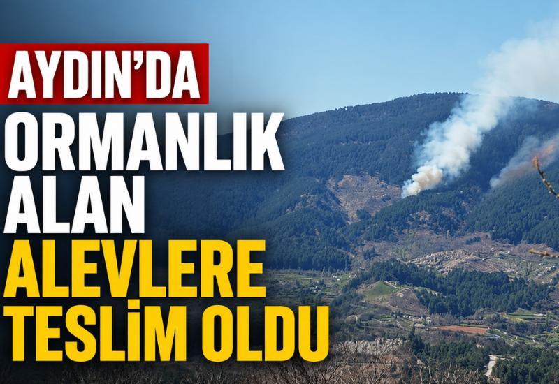 Aydın’da ormanlık alan alevlere teslim oldu