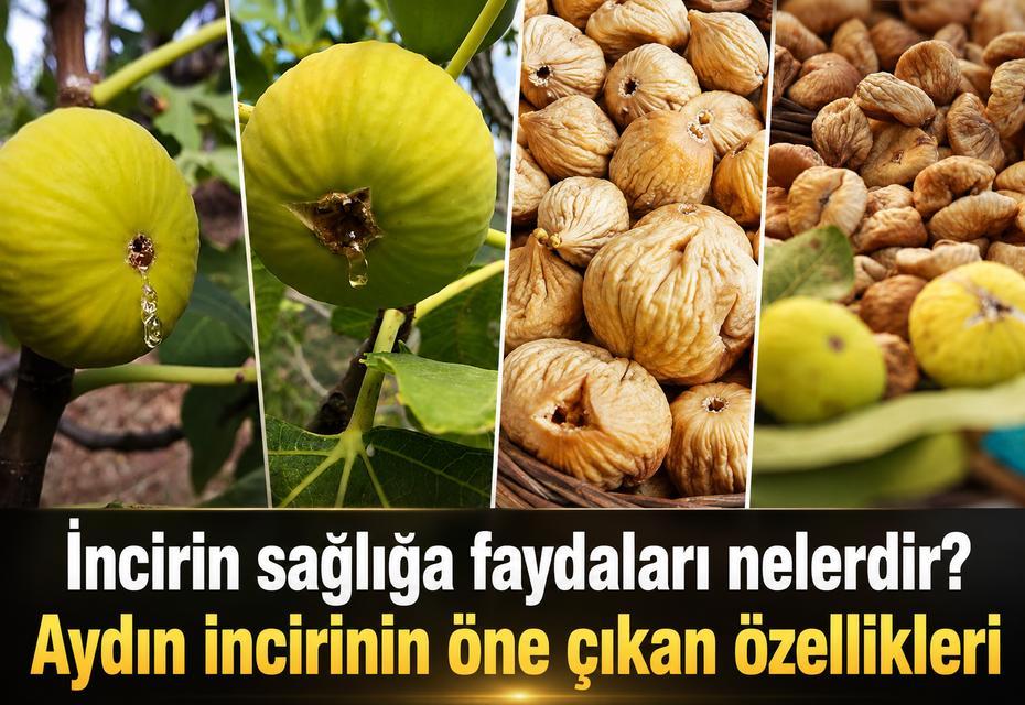İncirin sağlığa faydaları nelerdir? Aydın incirinin öne çıkan özellikleri
