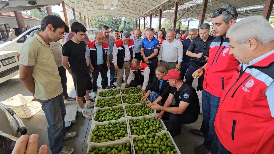 Nazilli'de kaliteli incir için kaliteli ilek denetimleri sürüyor
