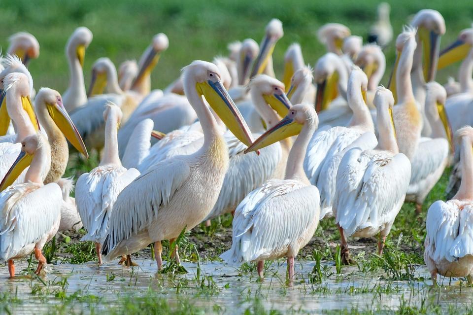 GÖÇ YOLUNDAKİ PELİKAN SÜRÜSÜNÜN BURSA MOLASI