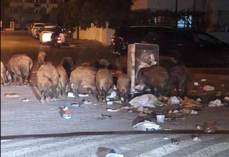 Doğa koruma ekipleri yaban domuzları için harekete geçti