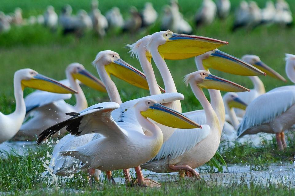 GÖÇ YOLUNDAKİ PELİKAN SÜRÜSÜNÜN BURSA MOLASI
