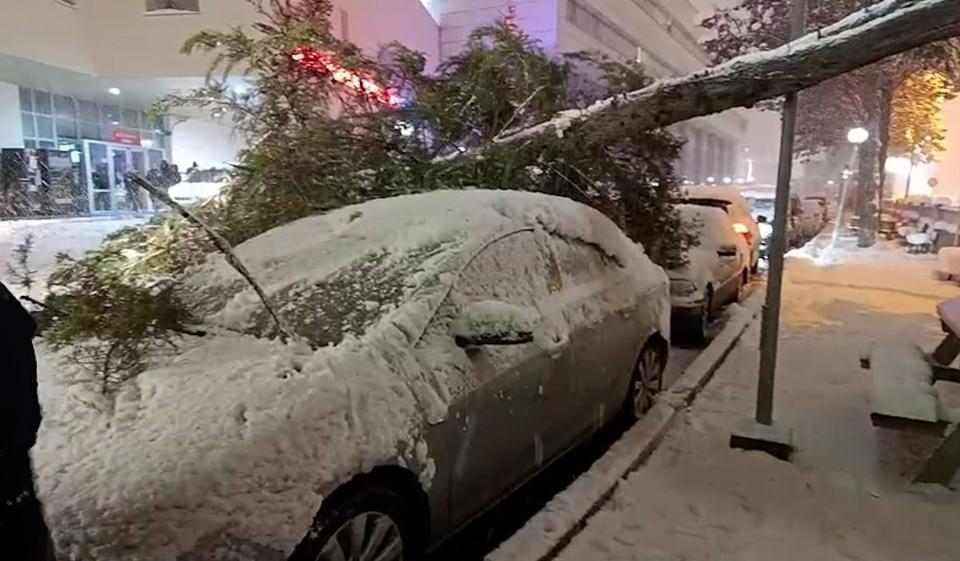 Bolu'da park halindeki araçların üzerine ağaç devrildi