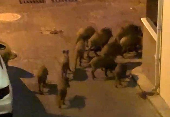 Kuşadası'nda yaban domuzları sürüsü mahalle aralarında görüntülendi