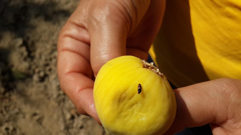 EKŞİLİK BÖCEĞİ İÇİN TUZAK ASIMI DÖNEMİ BAŞLADI İNCİR BAHÇELERİNDE EKŞİLİK BÖCEĞİ İLE MÜCADELE DEVAM EDİYOR