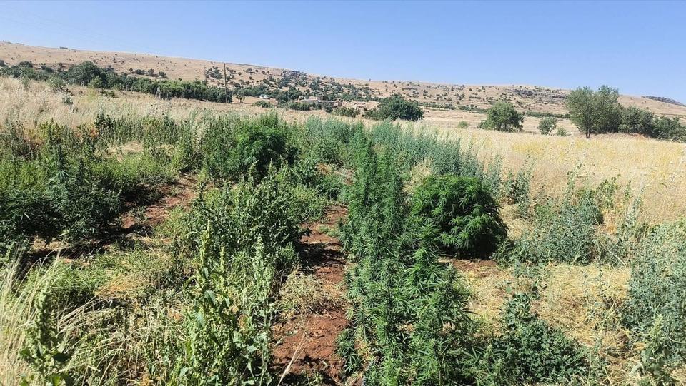 Diyarbakır’da 22 bin kök kenevir bitkisi ile 12 kilo esrar ele geçirildi