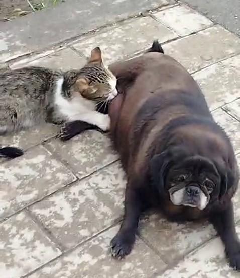 Köpek kediyi sokak ortasında emzirdi