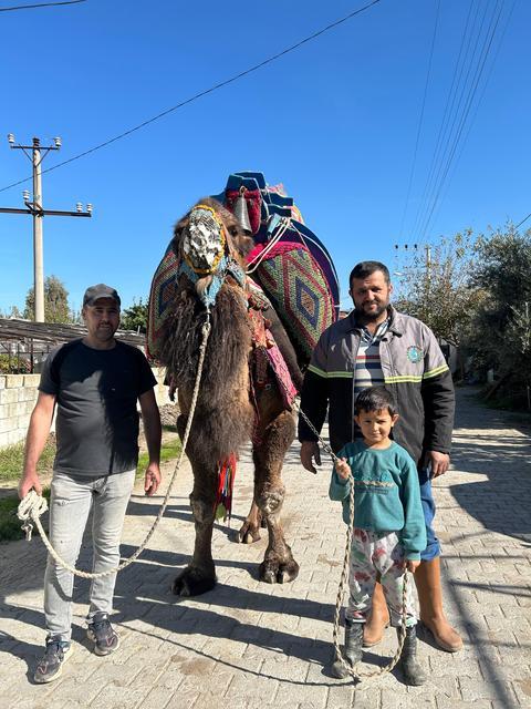 Aydın'da deve güreşleri başlıyor: Ömrüm ve Dost antrenmanlarını sürdürüyor