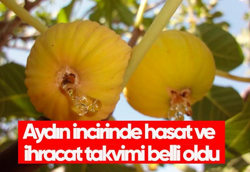 Aydın incirinde hasat ve ihracat takvimi belli oldu