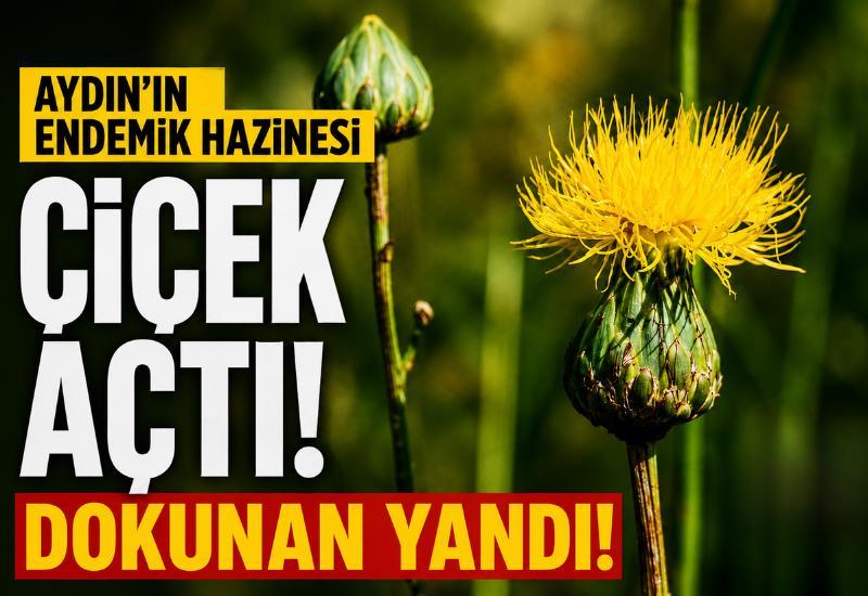 Aydın’ın endemik hazinesi çiçek açtı: Dokunan yandı!