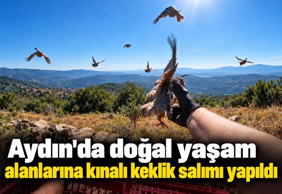 Aydın'da doğal yaşam alanlarına kınalı keklik salımı yapıldı
