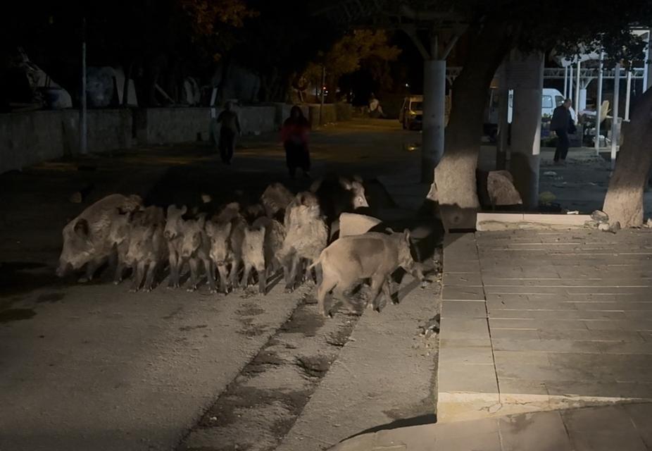 Bodrum’da domuz sürüsü mahalleye indi