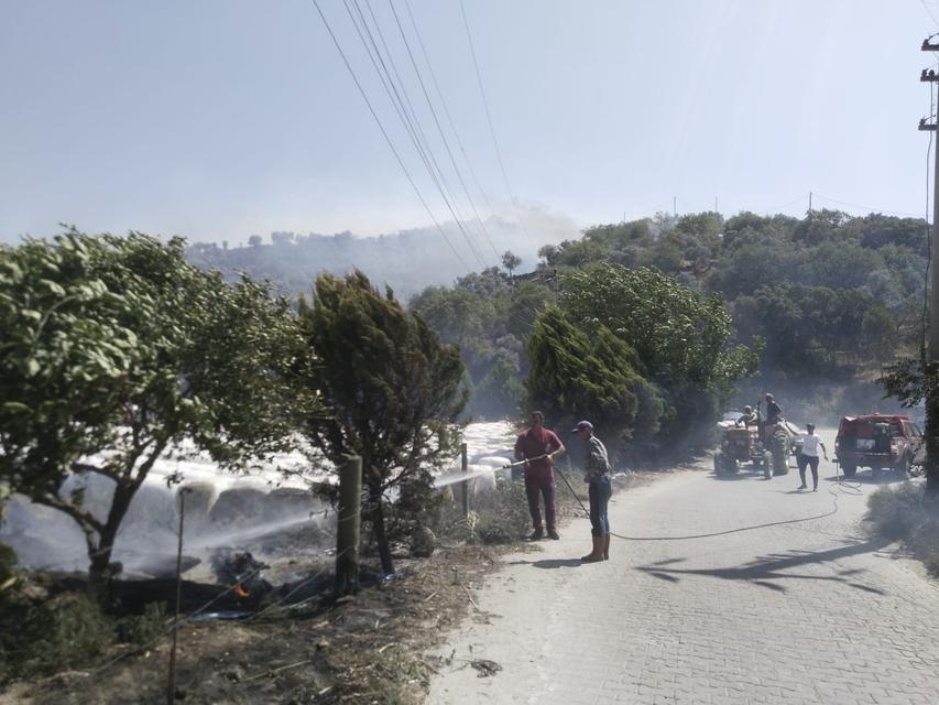 Söke de Zeytinlik Alanları Yanıyor